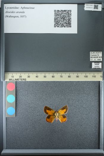 Media type: image;   Entomology 185515